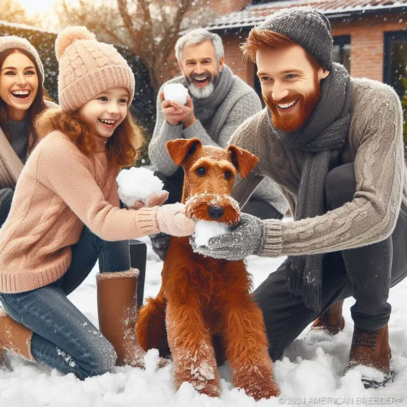 Terrier Dogs Irish Terrier Puppy 72514