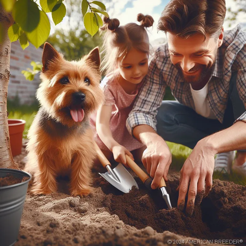 Terrier Dogs Norwich Terrier Puppy 92602