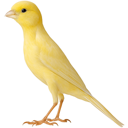 Belgian Bossu Canary