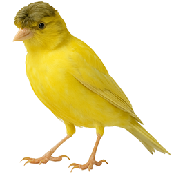 Salentino Canary