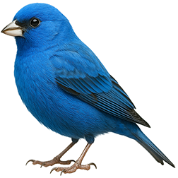 Blue Canary