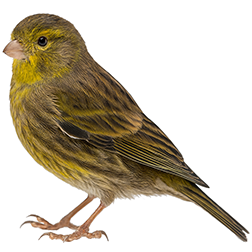 Brown Canary