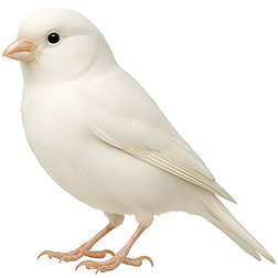 Dominant White Canary
