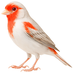 Eumo Canary