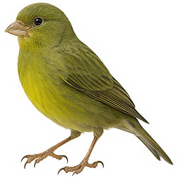 Green Canary