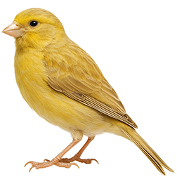 Isabel Series Canary