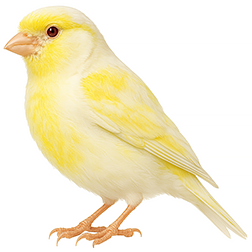 Lutino Canary