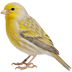 Opal Factor Canary