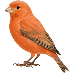 Pastel Canary
