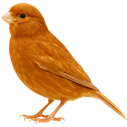 Phaeo Canary
