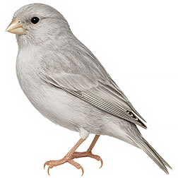 Silver Canary
