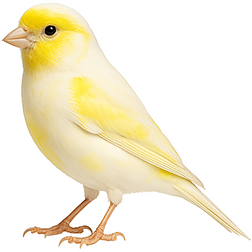 Yellow Lipochrome Canary