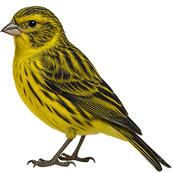 Yellow Melanin Canary