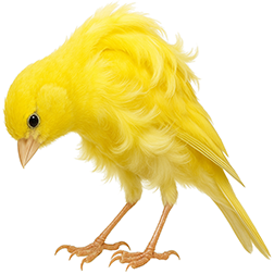 Belgian Frill Canary