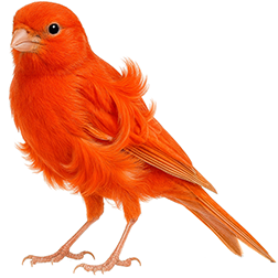Colored Milanese Frill Canary