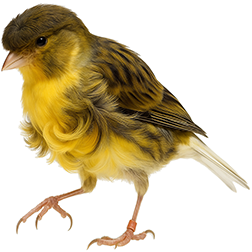 Fiorino Frill Canary