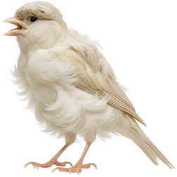Padovan Frill Canary