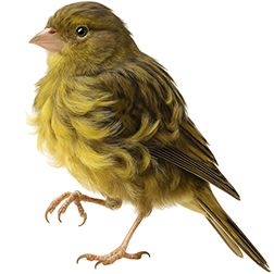 Parisian Frill Canary