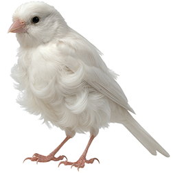 Rogetto Frill Canary