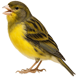 American Singer Canary