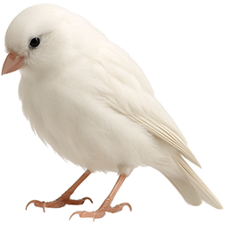 Persian Singer Canary