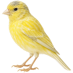 Russian Singer Canary