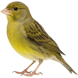 Spanish Timbrado Canary
