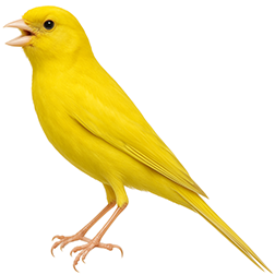 Bernois Canary
