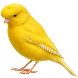 Crested Canary