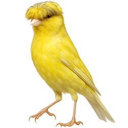 Lancashire Canary