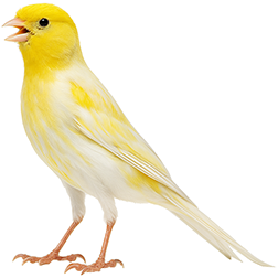Persian Rasmi Canary