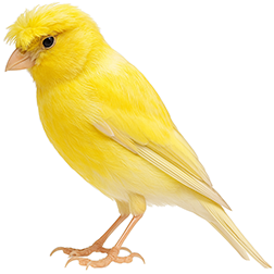 Rheinlander Canary