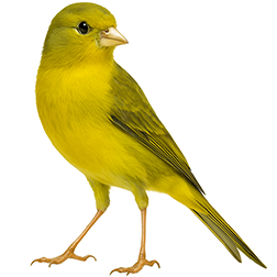 Spanish Llarguet Canary