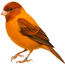 Yorkshire Canary