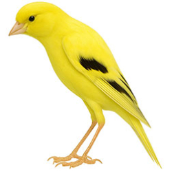 Bent Canaries