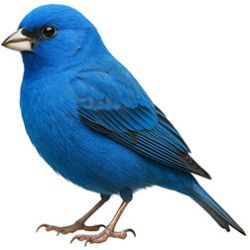 Color-bred Canaries
