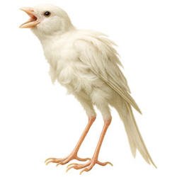 Frilled & Bent-Feathered Canaries
