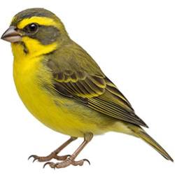 一 Other Canaries