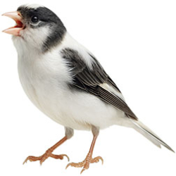 Short Smooth-Feathered Canaries