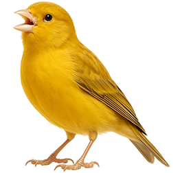 Border Fancy Canary