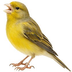 Columbus Fancy Canary