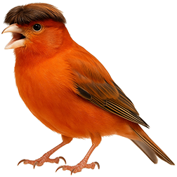 German Crest Canary