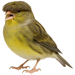 Gloster Fancy Canary