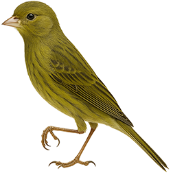 Irish Fancy Canary