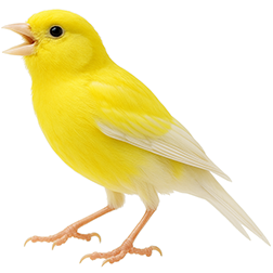 Spanish Raza Canary