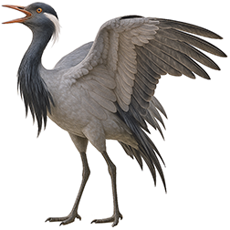 Demoiselle Crane