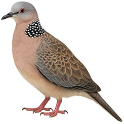Spotted & Laughing Doves