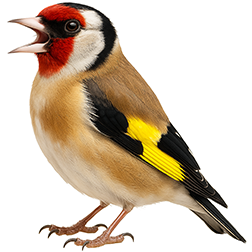 European Goldfinch