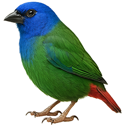 Blue-faced Parrotfinch