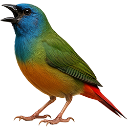 Pin-tailed Parrotfinch